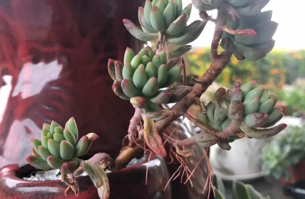 Preventing Aerial Root Growth in Cacti