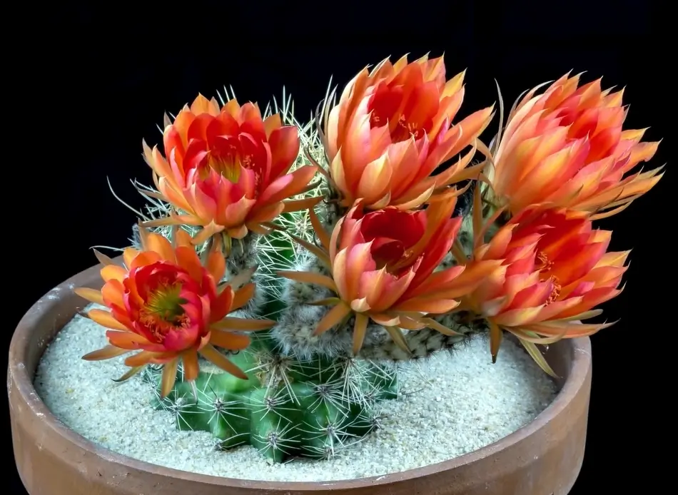 Characteristics Of Cactus Flowers