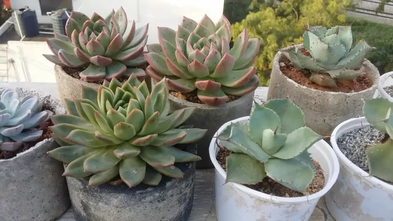 Why Are My Succulents Turning Brown? Causes and Solutions