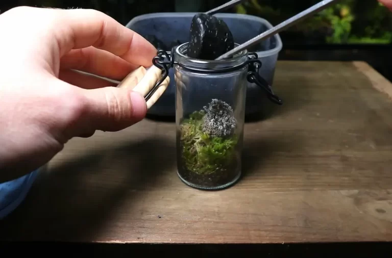 How Closed Terrariums Work: Everything You Need To Know