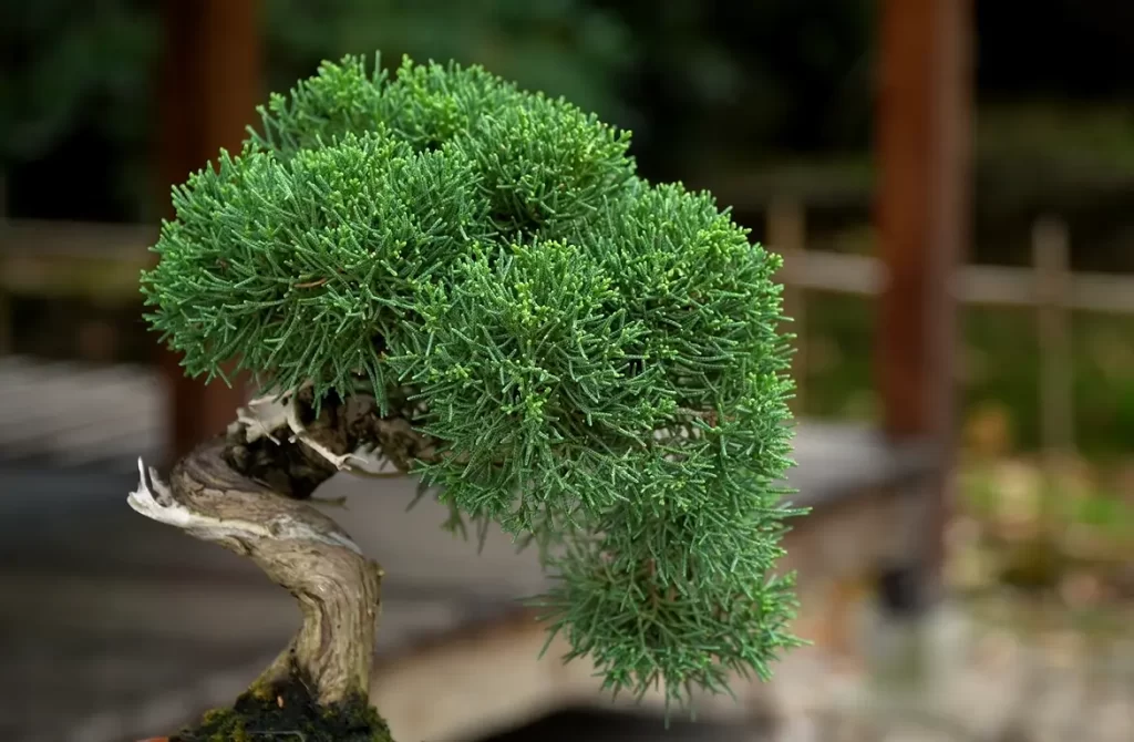 When To Remove The Wire From A Bonsai Tree?