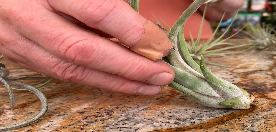 What Are Air Plants And How Much Appealing Are They?