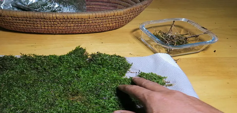 What Are The Causes Of Moss Growth In Terrariums?