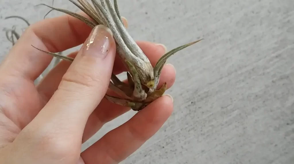 How To Revive A Dying Air Plant?