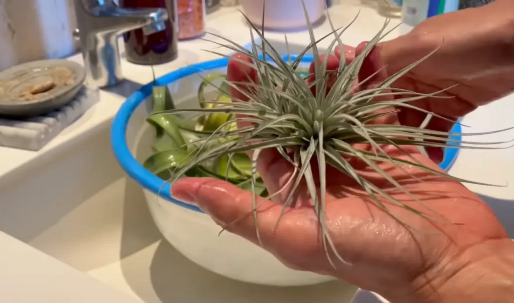 What Are The Characteristics Of An Air Plant?
