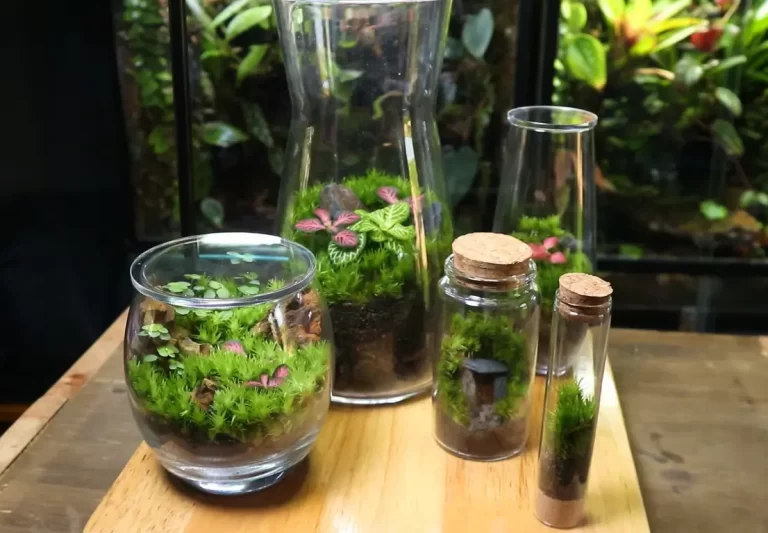 How Long Do Terrariums Last? Everything You Need To Know