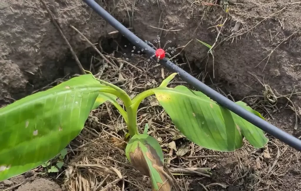 Causes of Low Pressure in Drip Irrigation System
