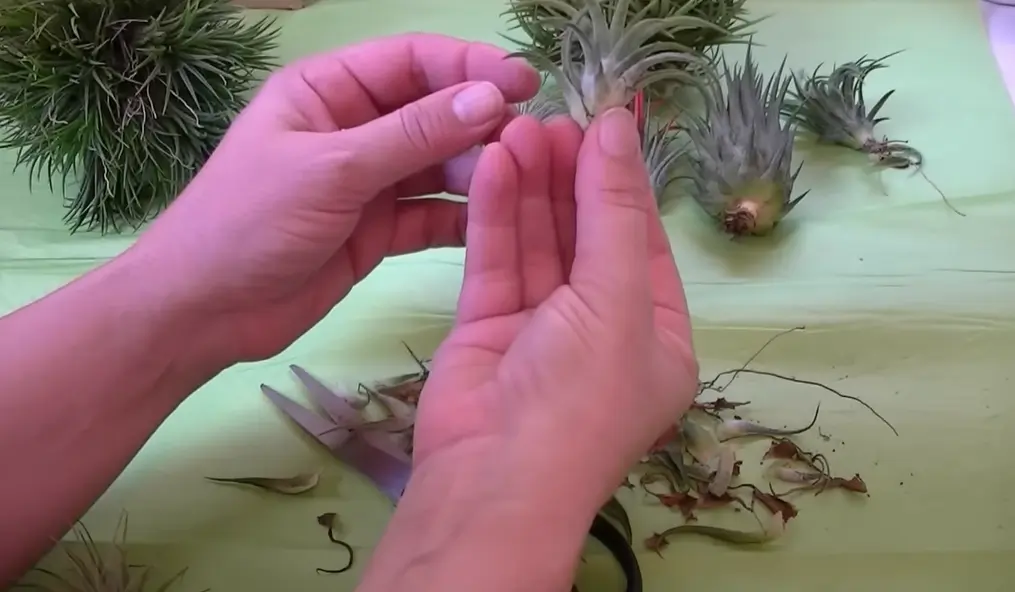 How To Care For Air Plants After Trimming?