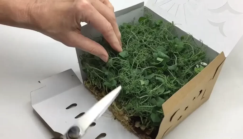 Common Mistakes To Avoid When Packaging Microgreens