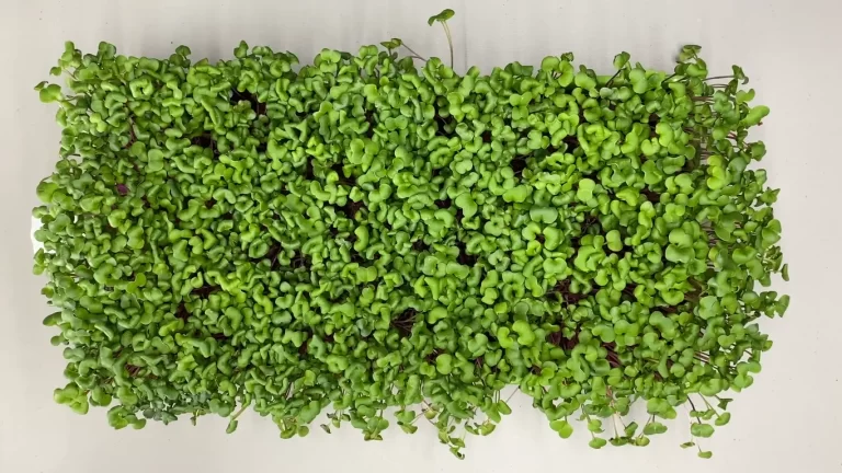 How to Grow Radish Microgreens: Discover the Right Way