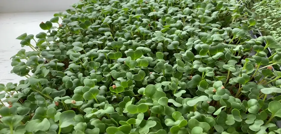 Can I Grow Microgreens In A Greenhouse?