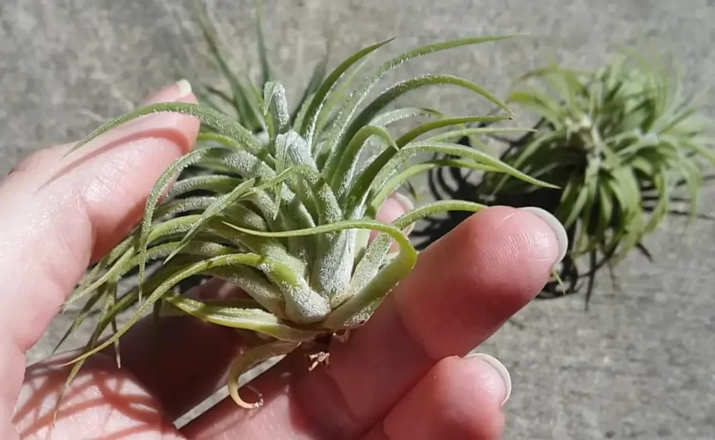 How To Keep Air Plants Healthy And Hydrated?