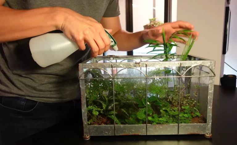 How Often Do You Water Terrariums? The Expert Recommendation