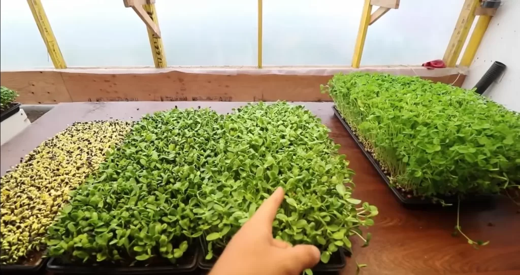 Is It Hard To Sell Microgreens?