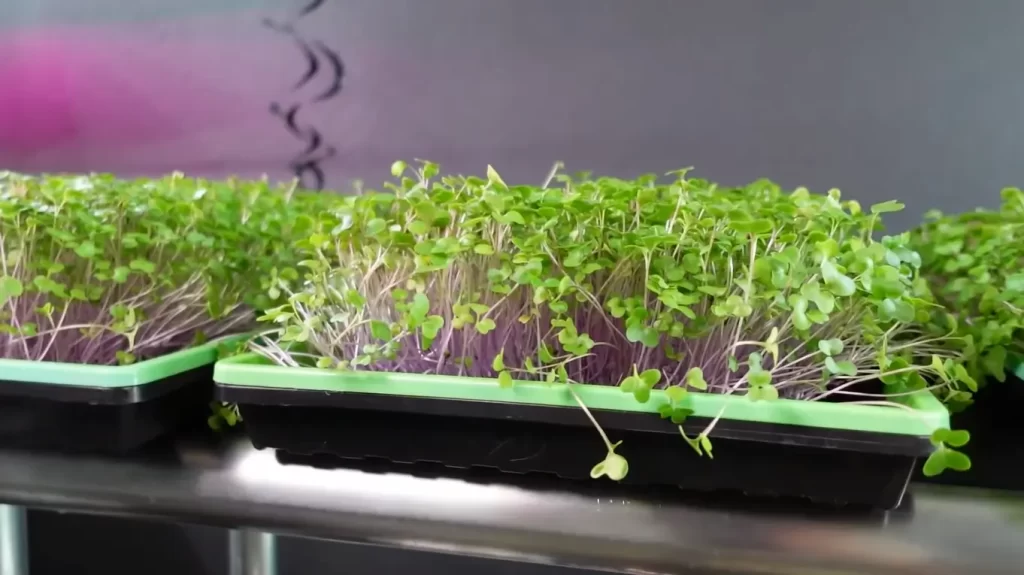 Common Problems with Microgreens and Lighting