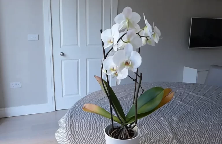 Why Are My Orchid Leaves Splitting? 5 Causes and Solutions