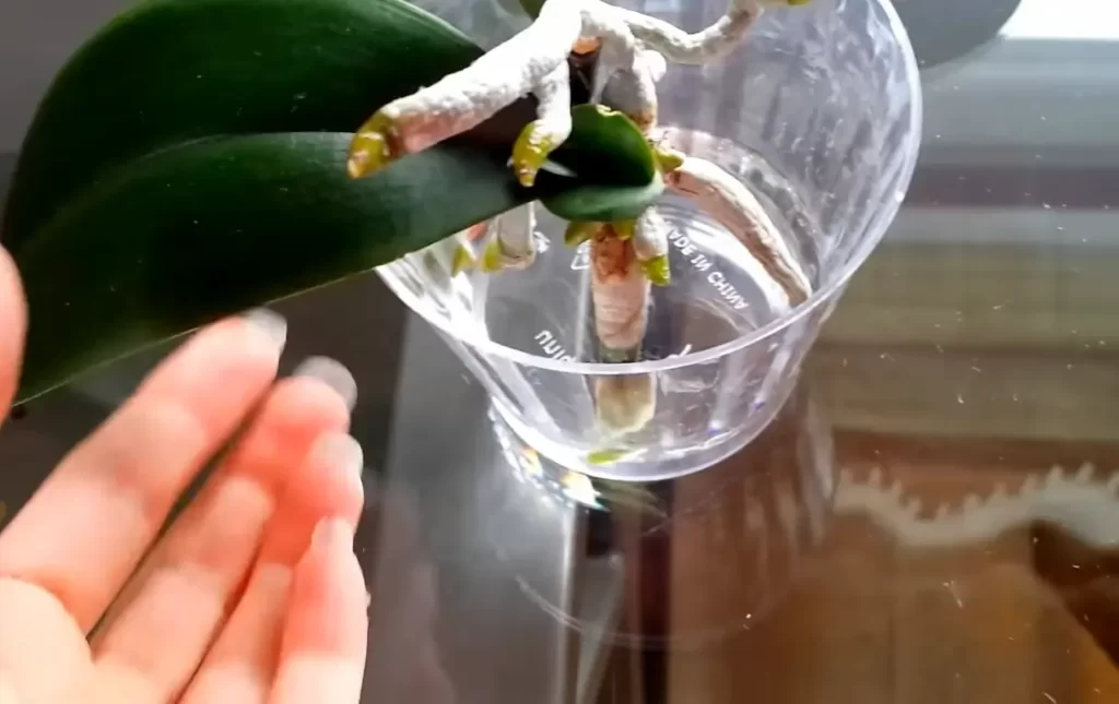 Can An Orchid Grow In Just Water?