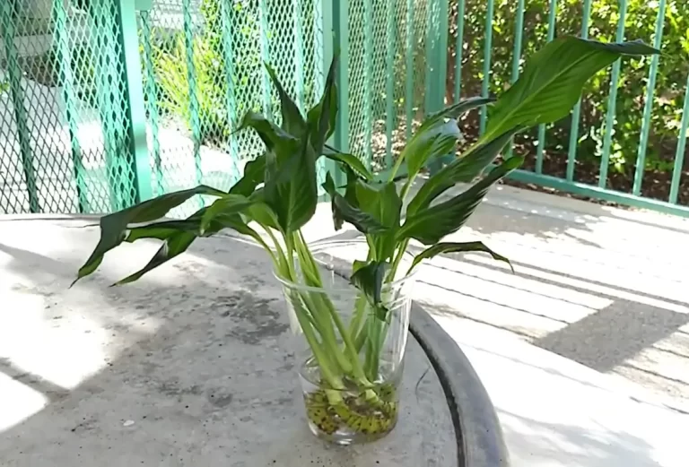 What Peace Lily Root Rot Look Like: Find Out!