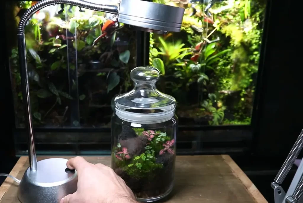 How To Build And Maintaining A Closed Terrarium?