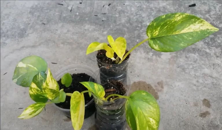 Can Pothos Live Outside In Summer? The Dos & Don’ts
