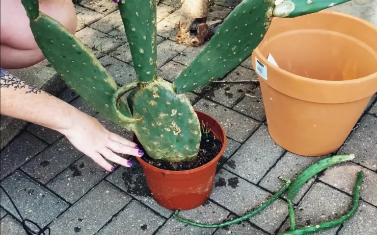 Why Is My Prickly Pear Cactus Falling Over? + Preventive Tips
