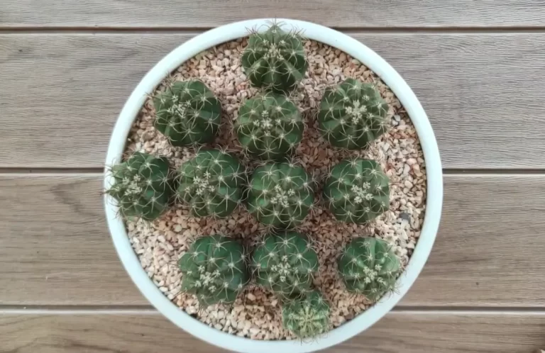 How To Make A Cactus Grow Faster: + Tips & Tricks