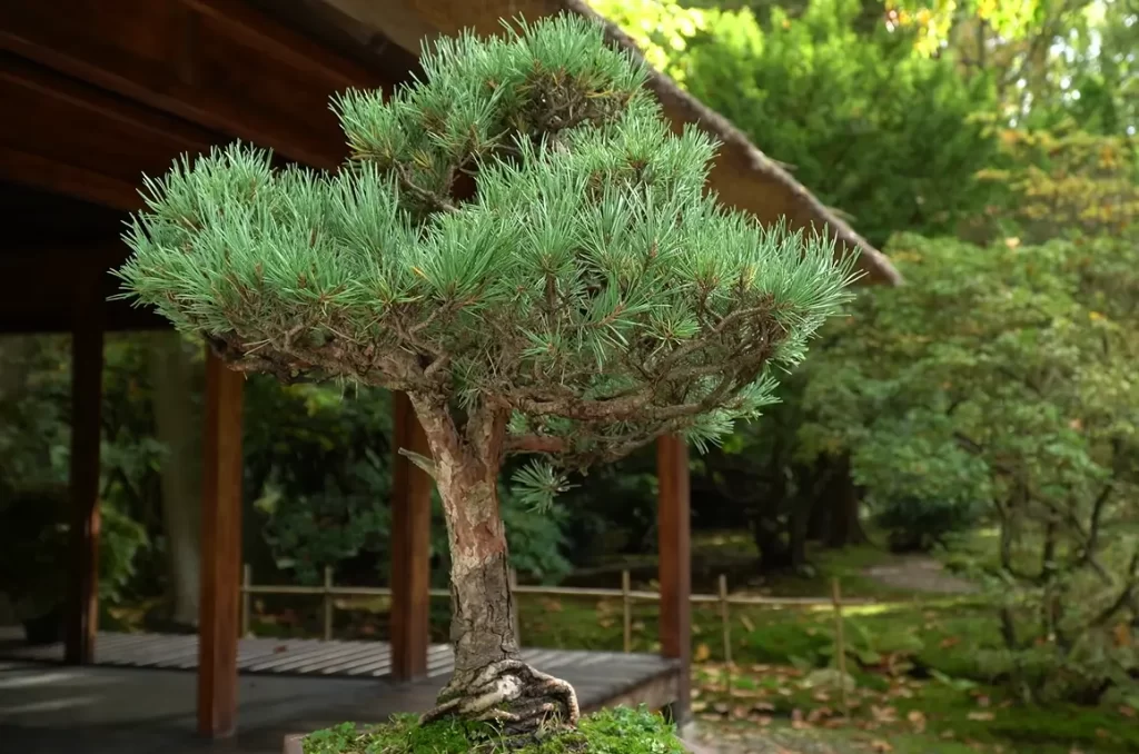 How To Wire A Bonsai Tree?