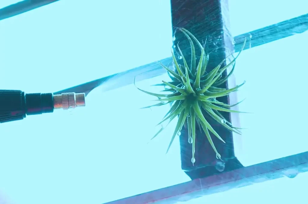 How Do Air Plants Grow?