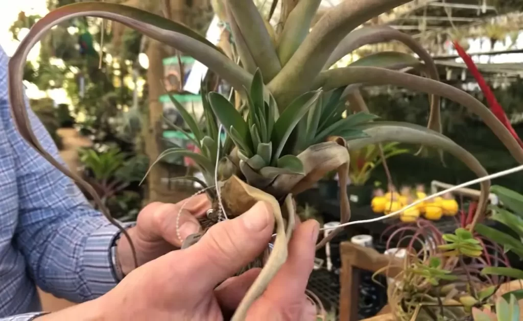 What Are Air Plants?