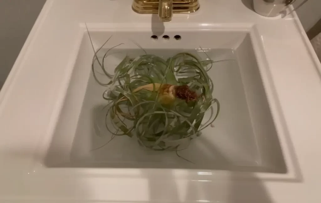 Tips for Soaking Air Plants