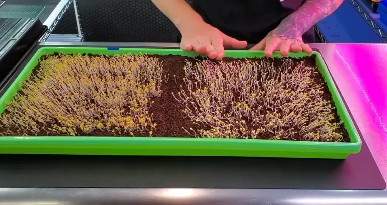 How To Grow Basil Microgreens: Everything You Need To Know