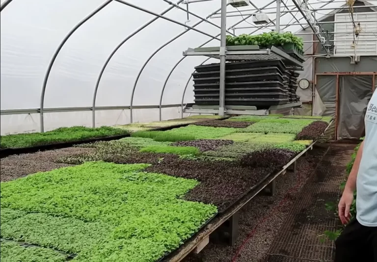 How To Grow Microgreens In A Greenhouse: All You Need To Know