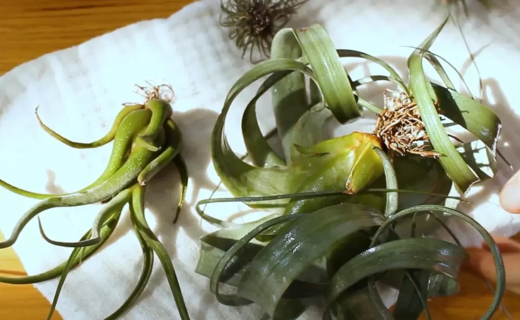 Describe The Basic Anatomy Of Air Plants And How They Absorb Water And Nutrients?