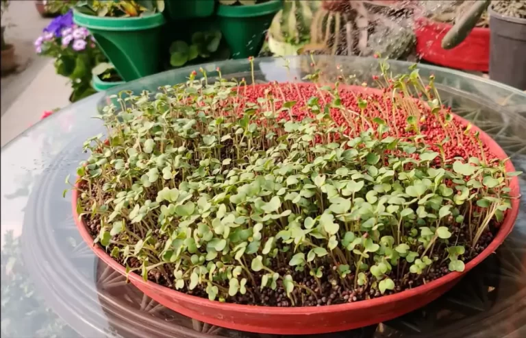 Do I Need a License to Sell Microgreens? What to Know
