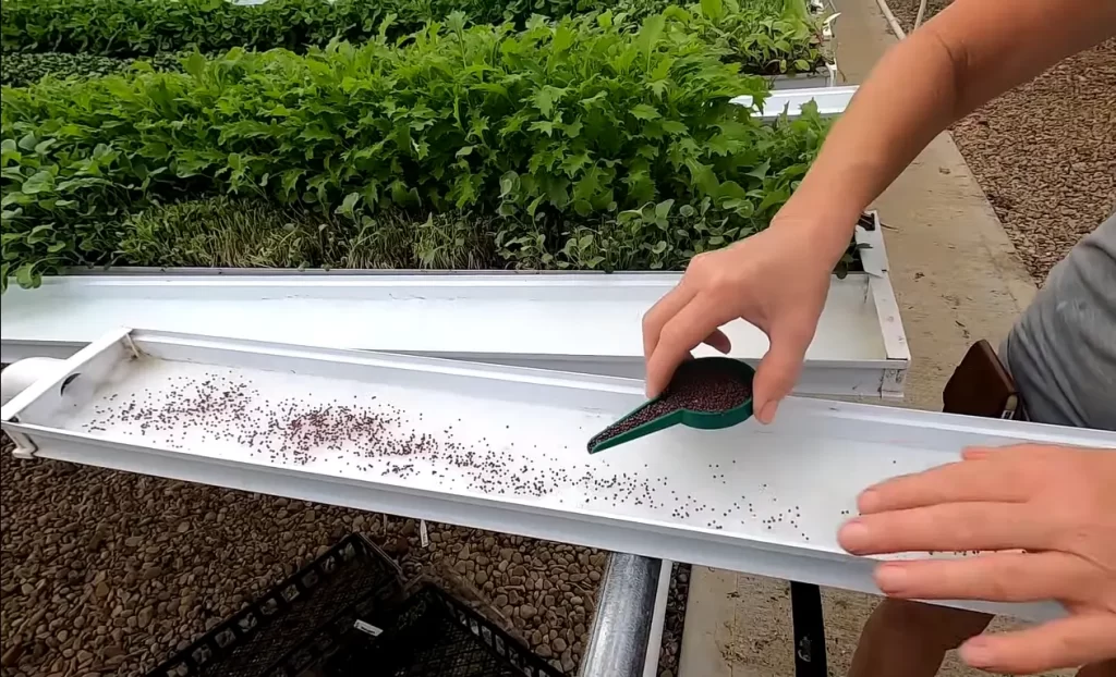 Troubleshooting Common Issues When Growing Hydroponic Microgreens