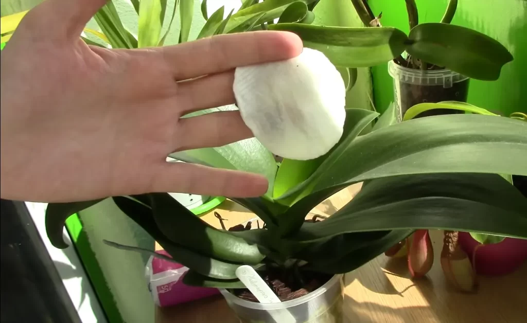 Is It OK To Wash Orchid Leaves?