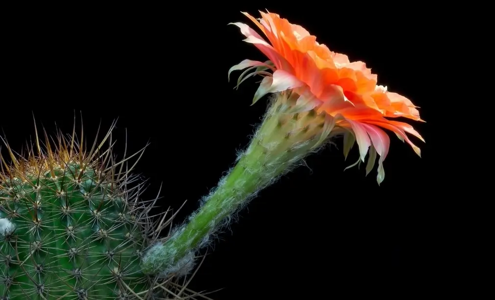 Conservation and Management of Cactus Flowers