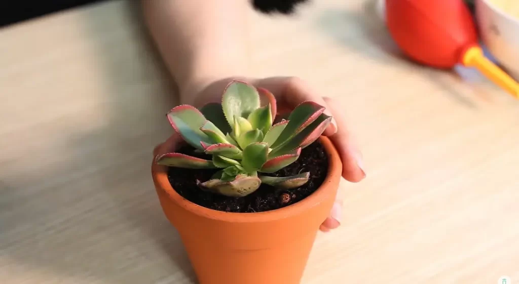 How To Adjust Soil PH For Succulents?