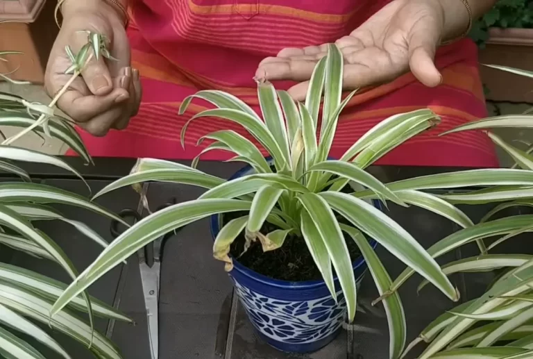 How To Save A Dying Spider Plant: + Tips & Tricks