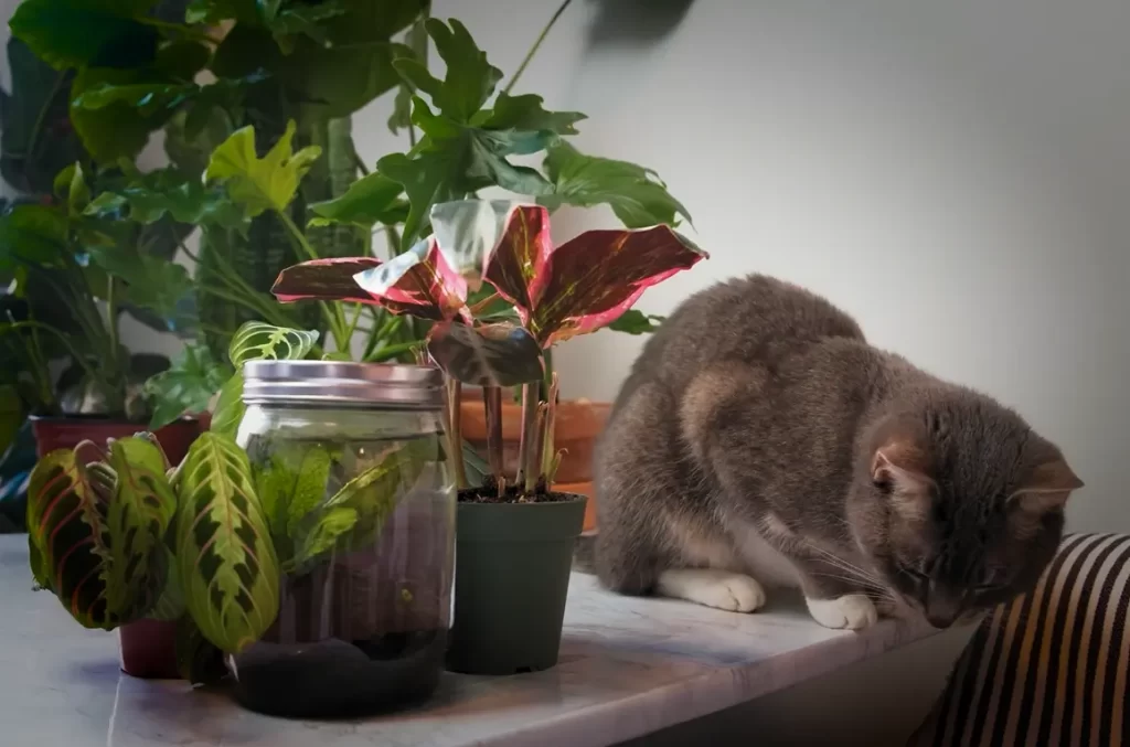 How To Keep Cats Safe Around Toxic Plants?