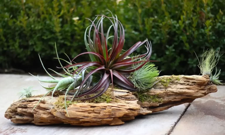 How To Care For Air Plants Outside: Dos and Don’ts