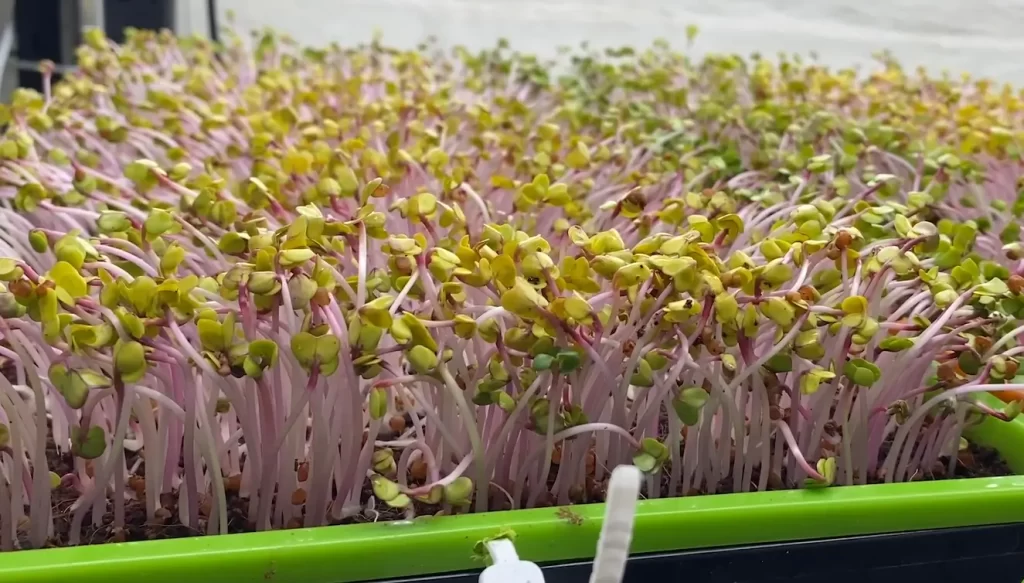 Why Are Radish Microgreens Popular?