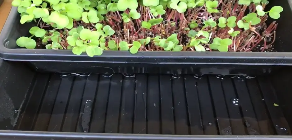 Importance of Watering Microgreens