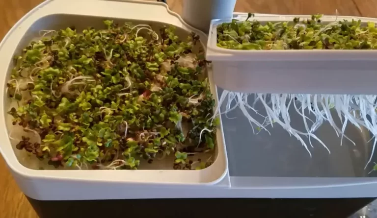 6 Easy Steps on How to Grow Microgreens in Aerogarden