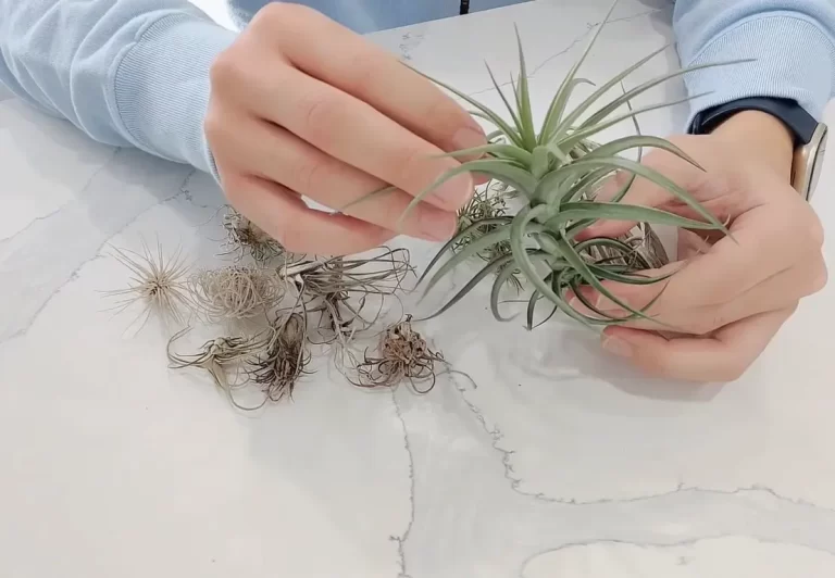 How Long Can Air Plants Go Without Water? In-Depth Explanation
