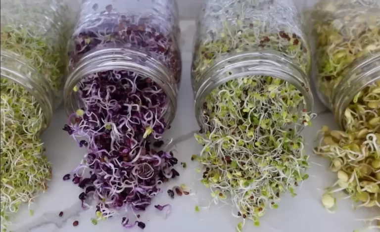 How To Grow Microgreens In A Mason Jar: Everything You Need To Know