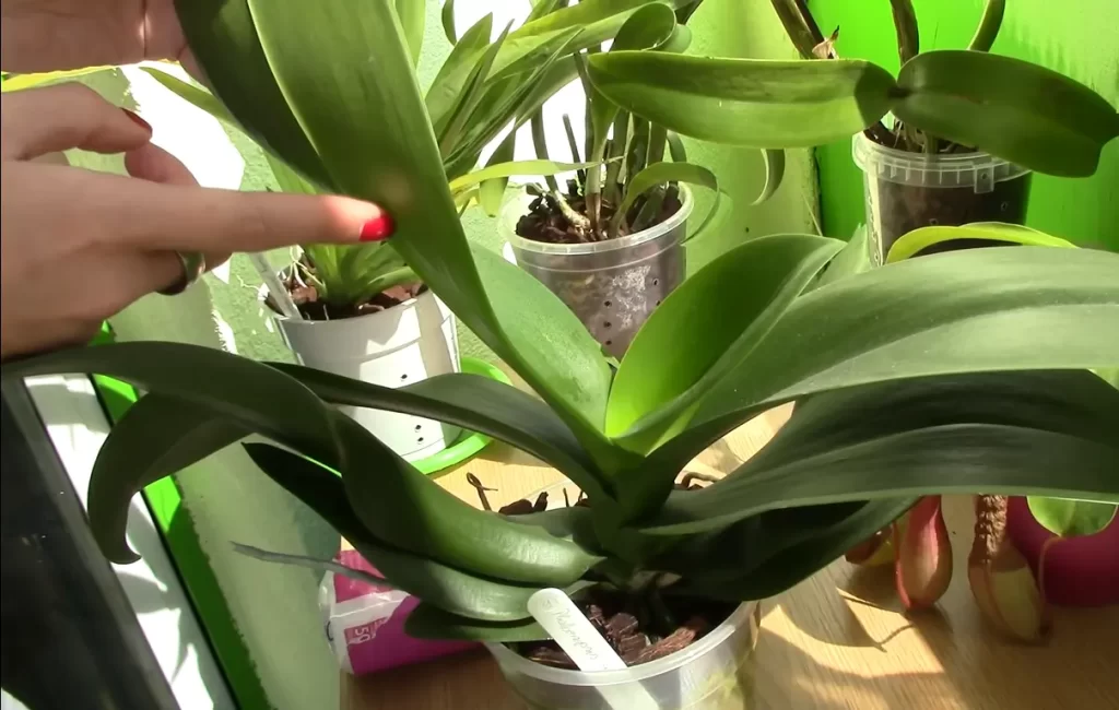 How To Clean Orchid Leaves?