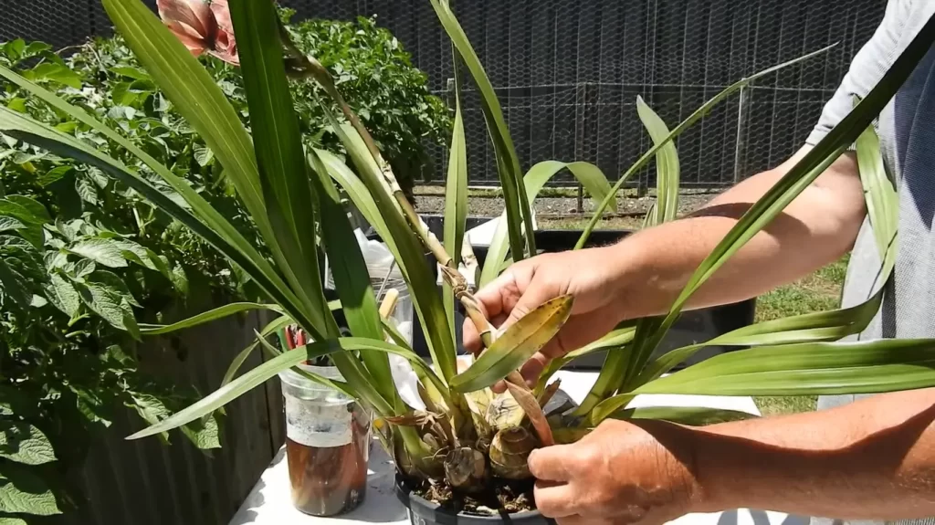 Why Is Repotting Important For Cymbidium Orchids?