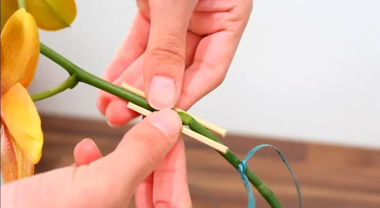Can You Tape A Broken Orchid Stem? All You Need To Know