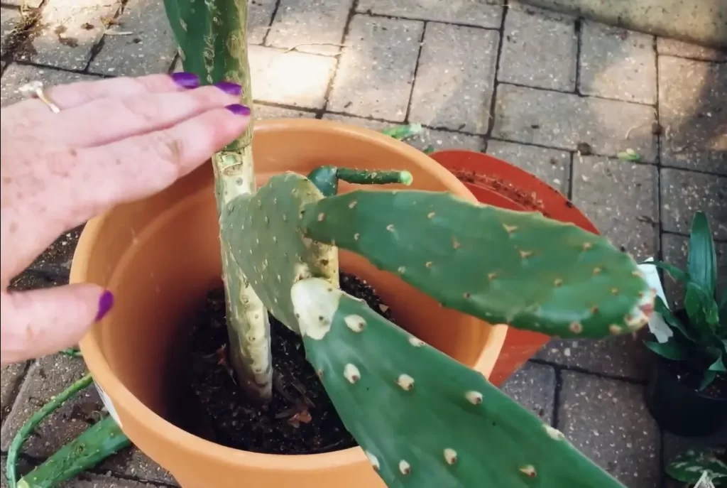 Prevention and Treatment of Prickly Pear Cactus Falling Over
